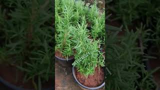 Hair growth trending Rosemary plantrosemedicinal plantsexotic fruitsrare varieties [upl. by Annadroj]