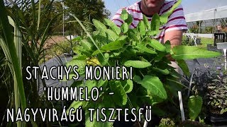 Stachys monieri Hummelo  Nagyvirágú tisztesfű [upl. by Aehtla540]