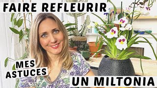 🌸 FAIRE REFLEURIR UNE ORCHIDÉE MILTONIA MILTONIOPSIS [upl. by Lacey]