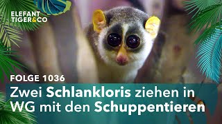 Schlank statt plump Folge 1036  Elefant Tiger amp Co  MDR [upl. by Jacquie]