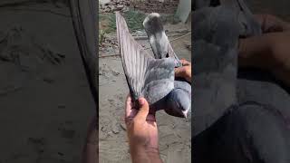 Special one🕊️ breeding pigeon bird foryou birdspecies kabootar viralvideo kabutar birds [upl. by Yereffej]