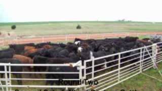 WORTHAN FARMS Wheat Pasture Cattle GatheringMarshall OK [upl. by Anwahsit]