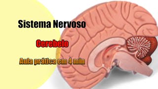 Cerebelo e suas estruturas 4k  Neuroanatomia [upl. by Nave198]