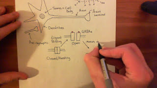 The GABAA Receptors and Epilepsy Part 1 [upl. by Mcarthur]