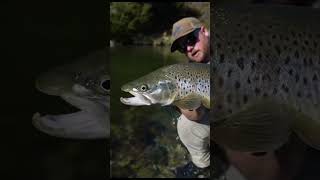 Fly Fishing Amazing Brown Trout River shorts [upl. by Aihsar]