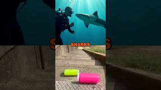 Can You Survive a Shark Attack in the Open Water shark survival [upl. by Grefe]