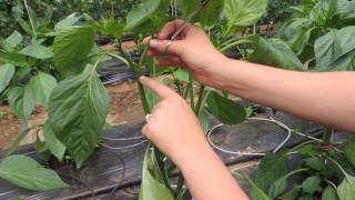 HOW TO PRUNE GREENHOUSE BELL PEPPERS FOR BEST PRODUCTION [upl. by Tomaso684]