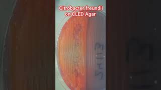 Citrobacter freundii on CLED Agar [upl. by Calysta]