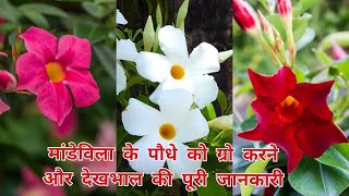 mandevilla के पौधे को ऐसे ग्रो करें और ऐसे करें देखभाल [upl. by Haissi677]