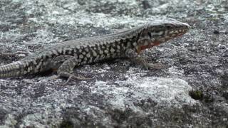 Lézard des murailles  Podarcis muralis [upl. by Hiroko]