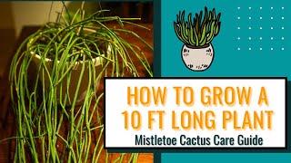 Mistletoe Cactus Rhipsalis Baccifera Plant Care Guide For Beginners [upl. by Eupheemia]