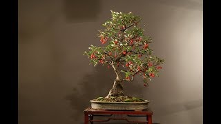 Elaeagnus Silverberry or Oleaster Bonsai [upl. by Blake99]