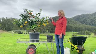 Size of Mature Citrus Tree in a pot [upl. by Anitserp]