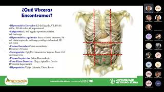 SISTEMA DIGESTIVO  ANATOMÍA DEL PERITONEO [upl. by Senzer134]