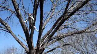 Toby the Tree Climbing Jack Russell at home [upl. by Ojeibbob]