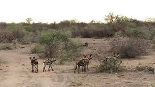 African wild dogs sneeze let’s go for a hunt [upl. by Oirretno]