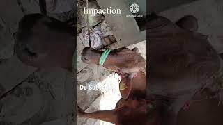 Impaction  Bloat  Band Lagna  Abdominal Pain in Cattle and Buffalo cow [upl. by Glenn333]