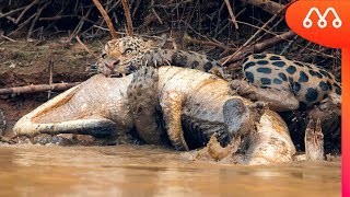 ONÇA ATACA JACARÉ NO PANTANAL BRASILEIRO [upl. by Aseek]