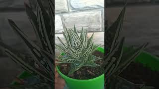 Haworthia limifoliatear of angle gesteria limifolia [upl. by Iah]