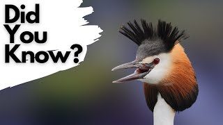 Facts you should know about GREAT CRESTED GREBES [upl. by Okoyik]