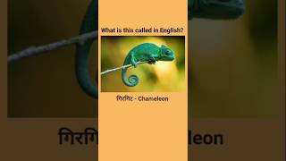 Insects Name in English Part  4 🐛🐝🐞 ytshorts shorts vocabularywala [upl. by Keir]