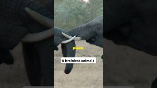 6 brainiest animals shorts [upl. by Lorrayne]