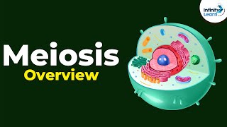 Overview of Meiosis  Dont Memorise [upl. by Trabue43]