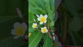 Plumeria flowerplumeria careplumeria planthow to grow plumeriaplumeria cuttingsviral plumeria [upl. by Suu]