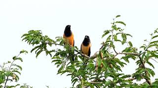 Treepie Pair dueting University of Hyderabad [upl. by Berlauda456]