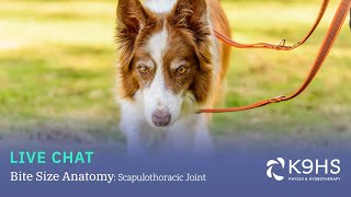 Bitesize Canine Anatomy Scapulothoracic Joint [upl. by Naesad]