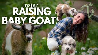 The Joy of Bottle Feeding Baby Goats [upl. by Nahtam]