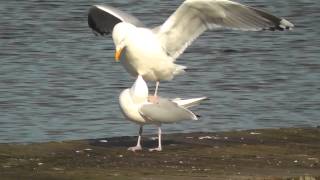 Seagull Balancing Act [upl. by Livesay]