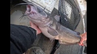 Catfish tournament Ohio [upl. by Iel]