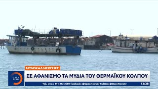 Μυδοκαλλιέργειες Σε αφανισμό τα μύδια του Θερμαϊκού Κόλπου  Ethnos [upl. by Ojybbob]