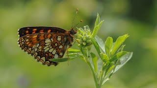 motyl przeplatka diamina  Melitaea diamina False Heath Fritillary butterfly [upl. by Yerffoj587]