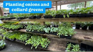 How to plant onions and collard greens in the Fall [upl. by Trub]