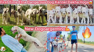 Dogoargentino Kennel Par Gye🐶New Dogoargentino Dog Le Aaye🔥Biggest And Most Dangerous Kennel😰 [upl. by Eimmas]