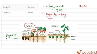 Germination is hypogeal in [upl. by Frodin]