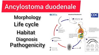 Ancylostoma duodenale zoology 3rd year handwritennotes hpu viralvideo handwritennotes [upl. by Buote]