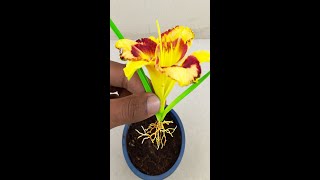 Grow hemerocallis daylily plant from hemerocallis daylily budsgardening garden reelsvideoシ [upl. by Ronald]