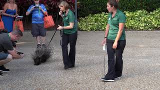 Busch Gardens Ambassadors Porcupine [upl. by Crandell]