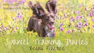 Gundog Training  Recall Exercises [upl. by Ruperta]