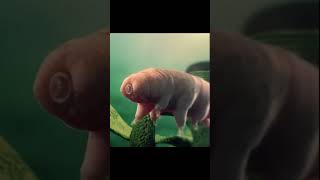 Tardigrade [upl. by Akived354]