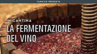 La fermentazione del vino  Tannico Flying School [upl. by Hufnagel]