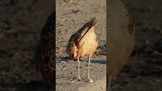 Longbilled Curlew  using long beak to look the best [upl. by Begga]