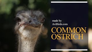 Common Ostrich Struthio Camelus [upl. by Keslie]