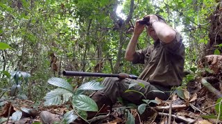 Caza del duiker en la selva Jueves 16 a las 2100 [upl. by Hadeis828]