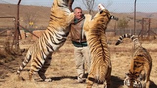 O Tigre Siberiano  O Maior Felino em Extinção [upl. by Eirehs]