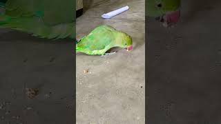 Talking parrot 🦜🦜 parrot talkingparrot birds [upl. by Wolgast]