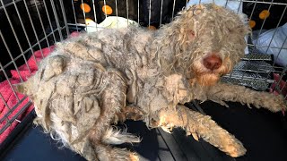 This Neglected Dog Looked Like New After A Groom [upl. by Armillia]